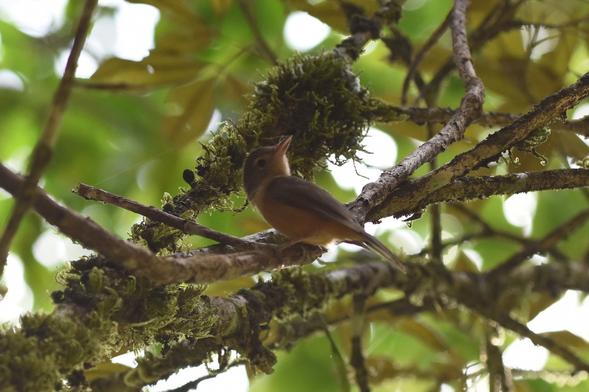 Bower's Shrikethrush - ML640018300