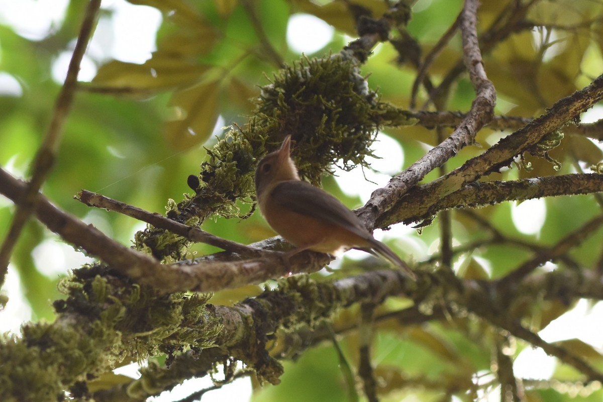 Bower's Shrikethrush - ML640018310
