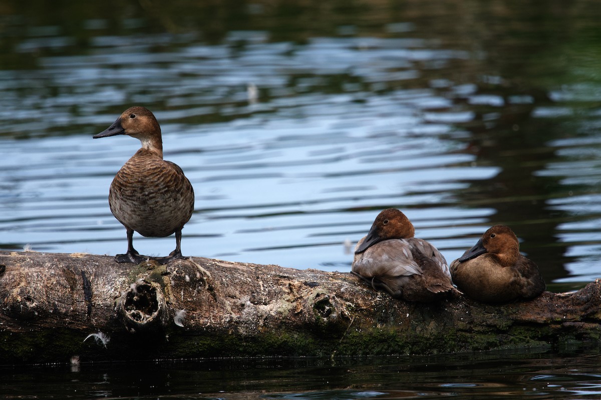 Canvasback - ML640018348