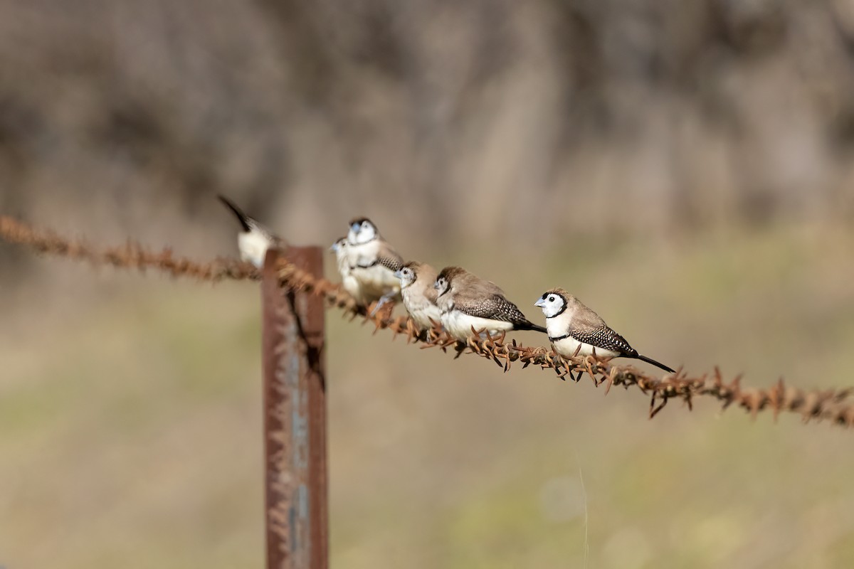 カノコスズメ - ML640018380