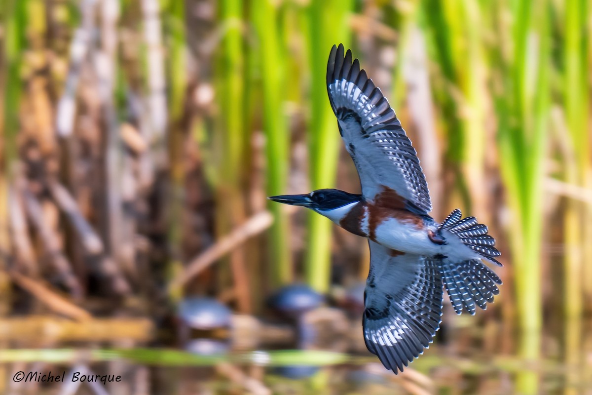 Belted Kingfisher - ML640018397