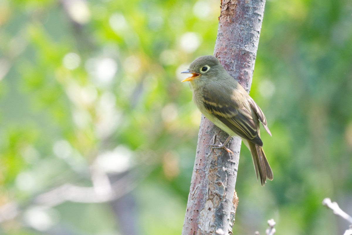 Western Flycatcher (Cordilleran) - ML640018491