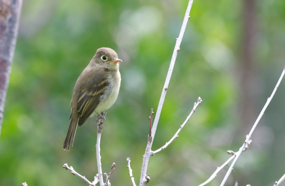 Western Flycatcher (Cordilleran) - ML640018492