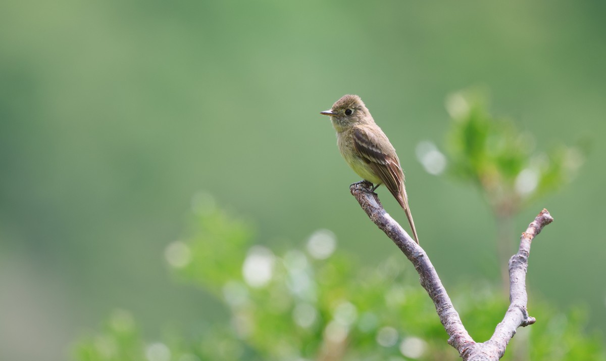Western Flycatcher (Cordilleran) - ML640018494