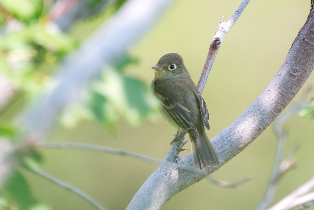 Western Flycatcher (Cordilleran) - ML640018495