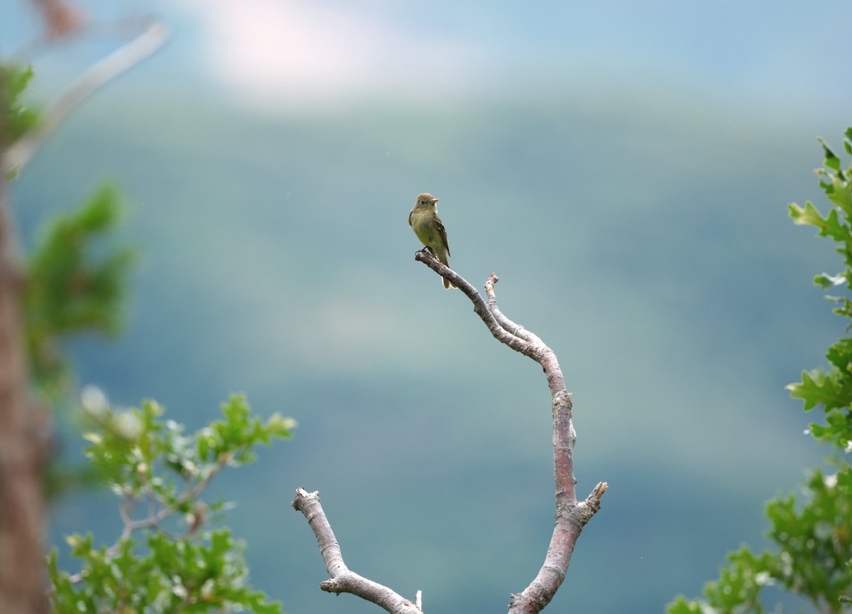 Western Flycatcher (Cordilleran) - ML640018497