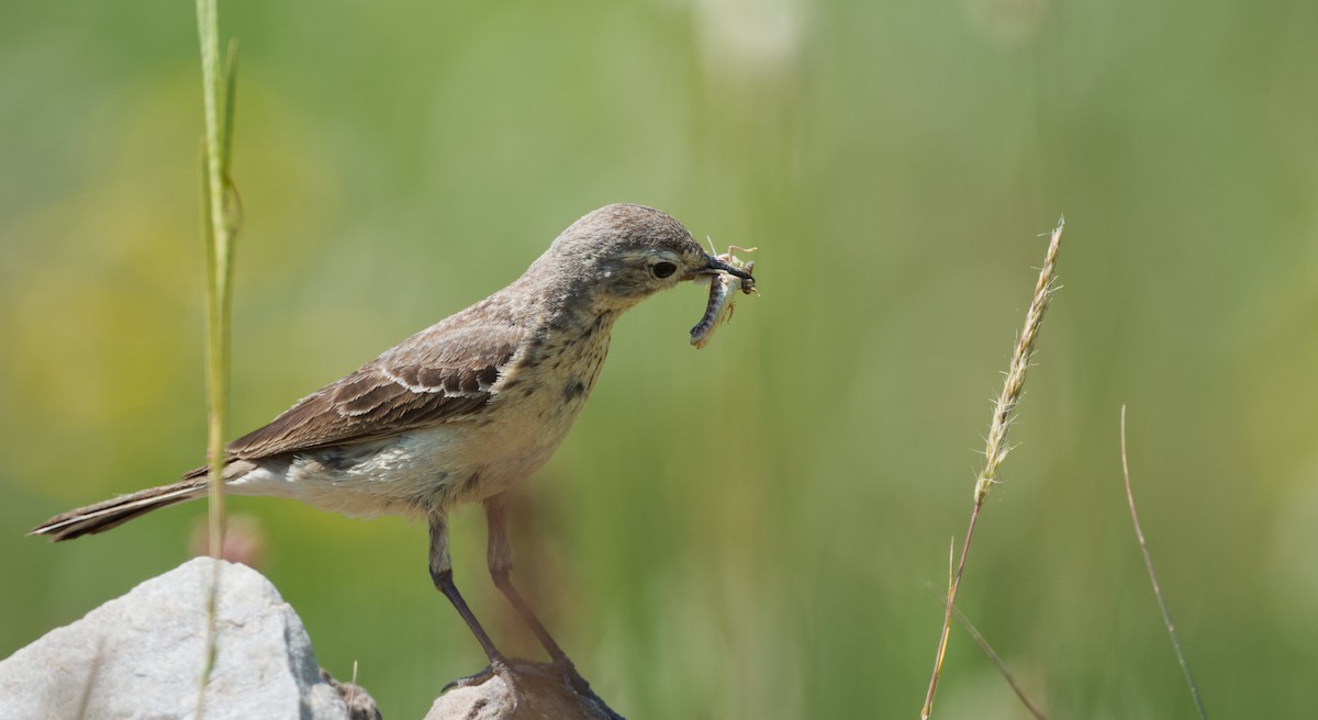 American Pipit - ML640018502