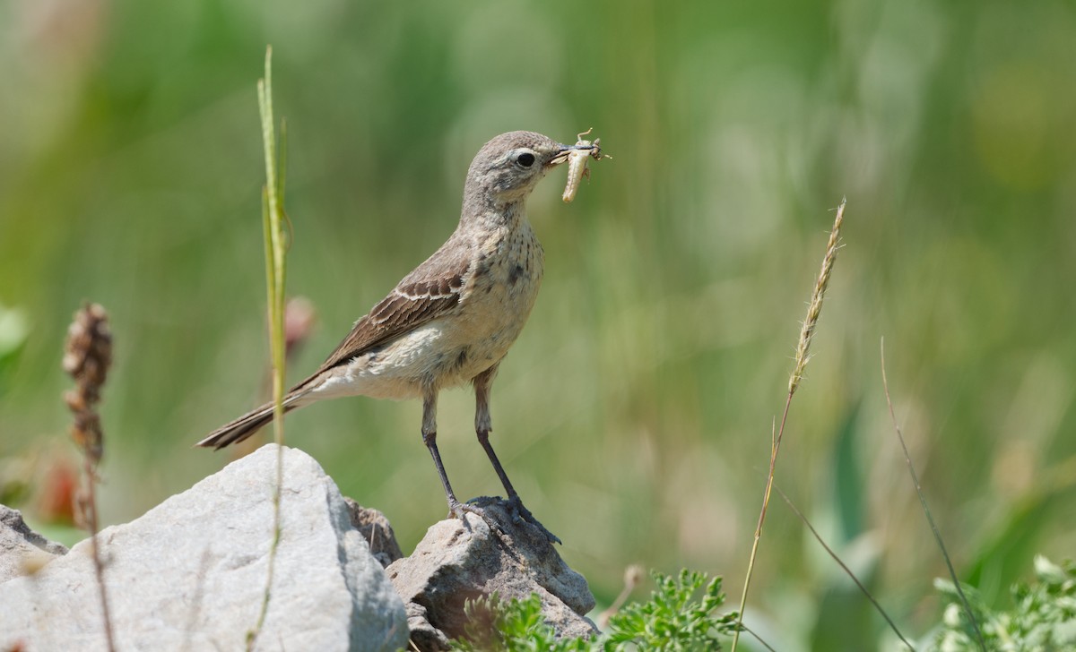 American Pipit - ML640018503
