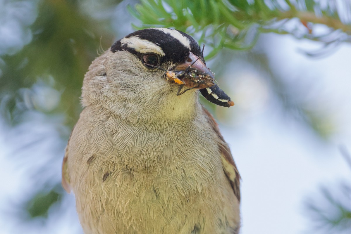 White-crowned Sparrow (Dark-lored) - ML640018507
