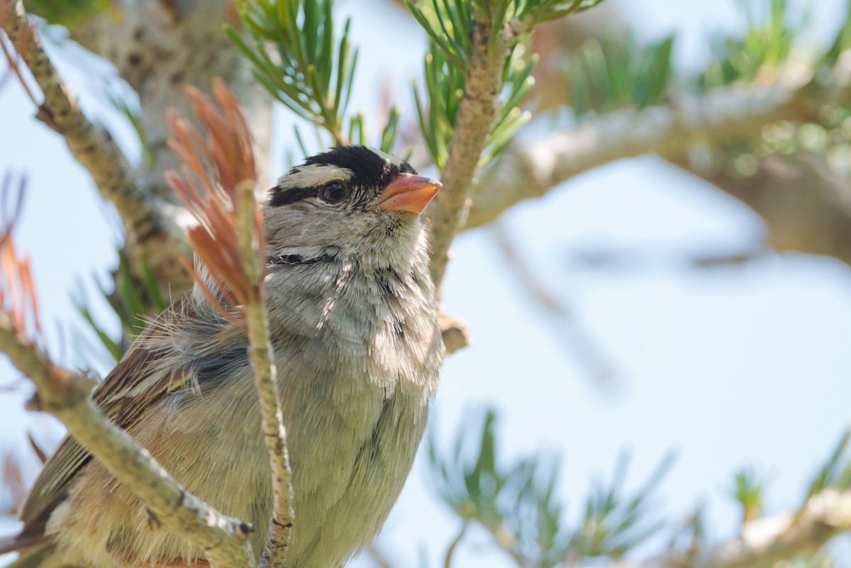 White-crowned Sparrow (Dark-lored) - ML640018508