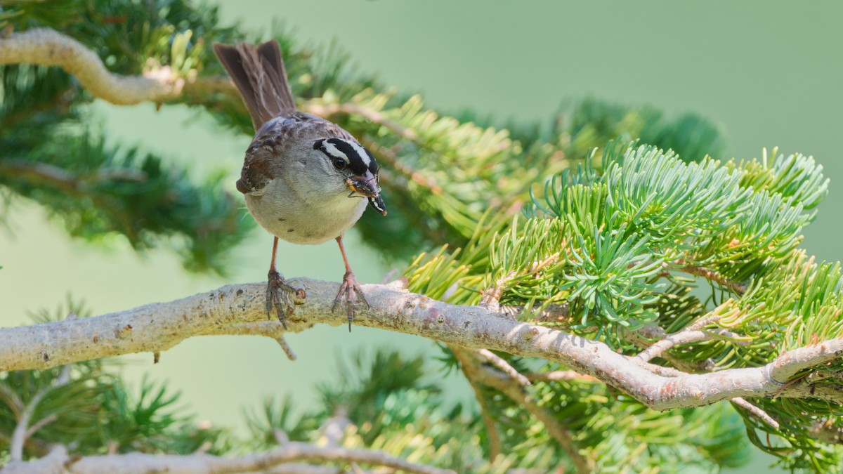 White-crowned Sparrow (Dark-lored) - ML640018509