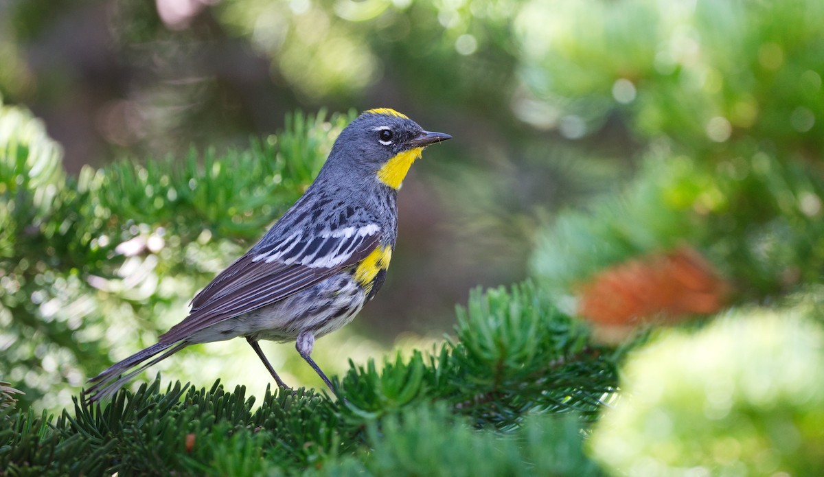 Yellow-rumped Warbler (Audubon's) - ML640018512