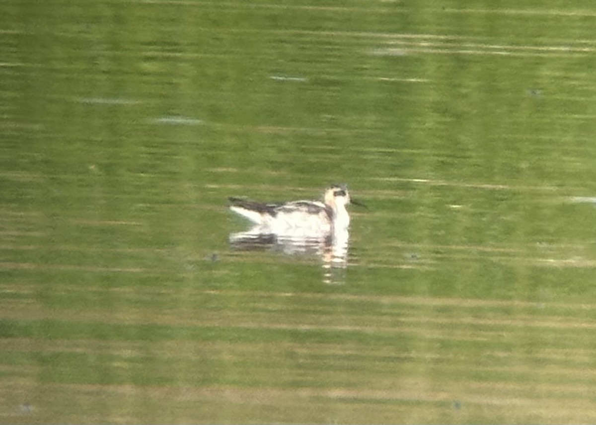 Red-necked Phalarope - ML640018541