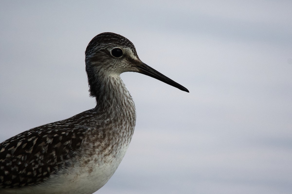Lesser Yellowlegs - ML640018589