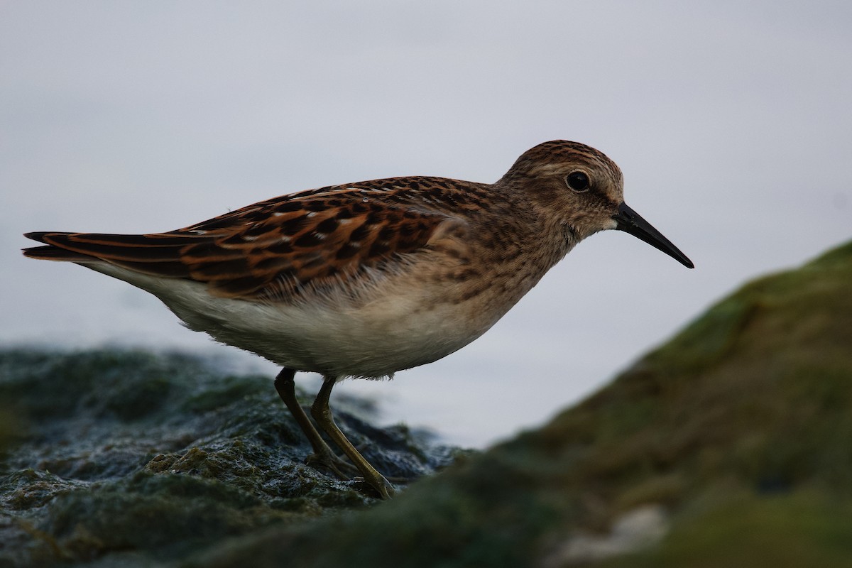 Least Sandpiper - ML640018622