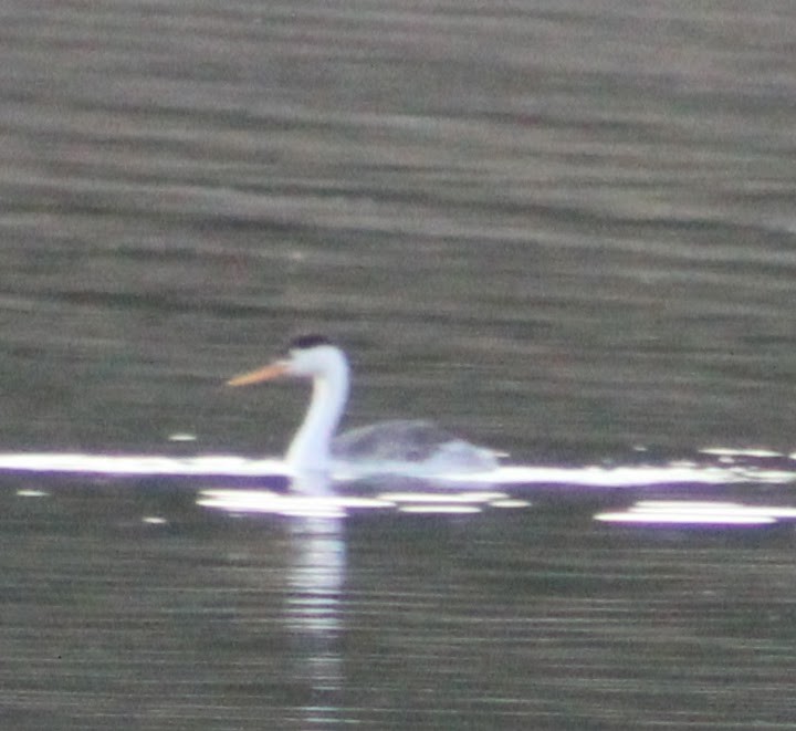 Clark's Grebe - ML640018638