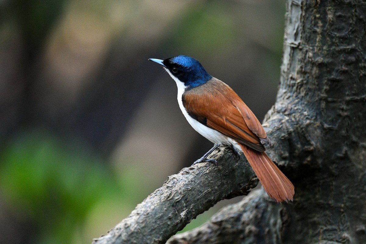 Shining Flycatcher - ML640018667