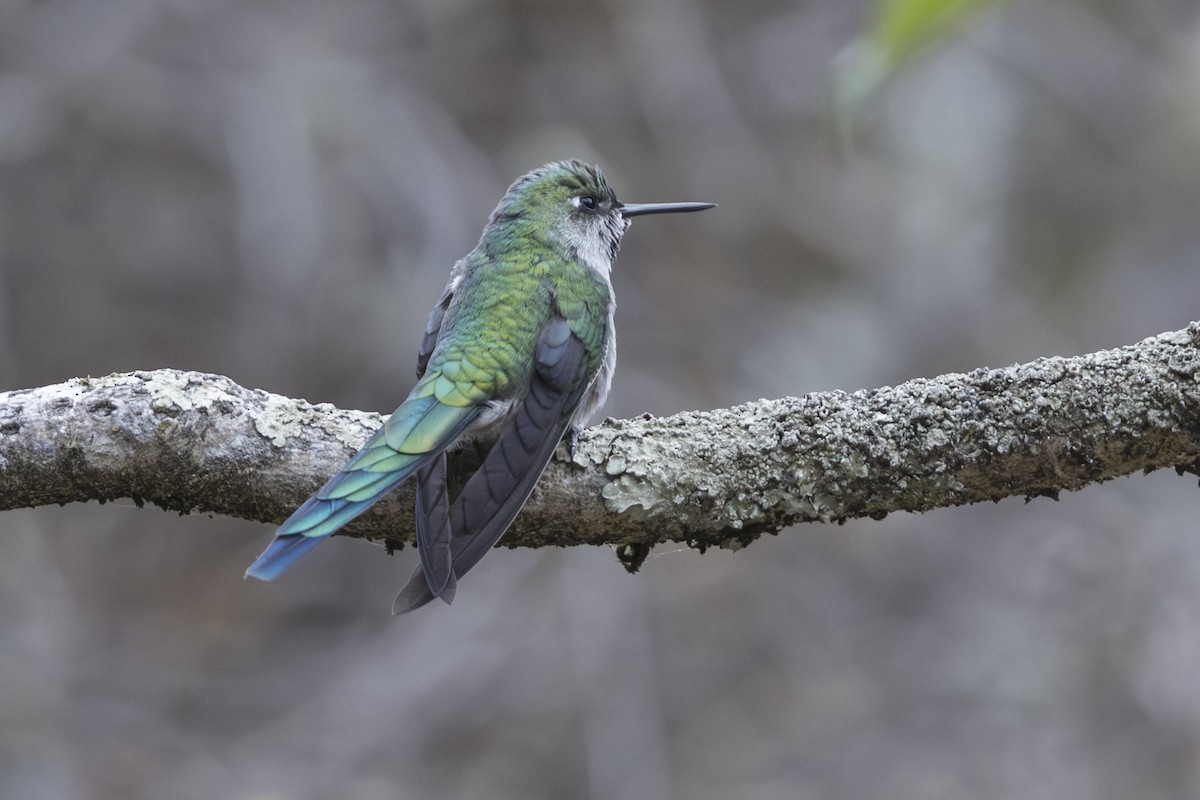 Gray-bellied Comet - ML640018748