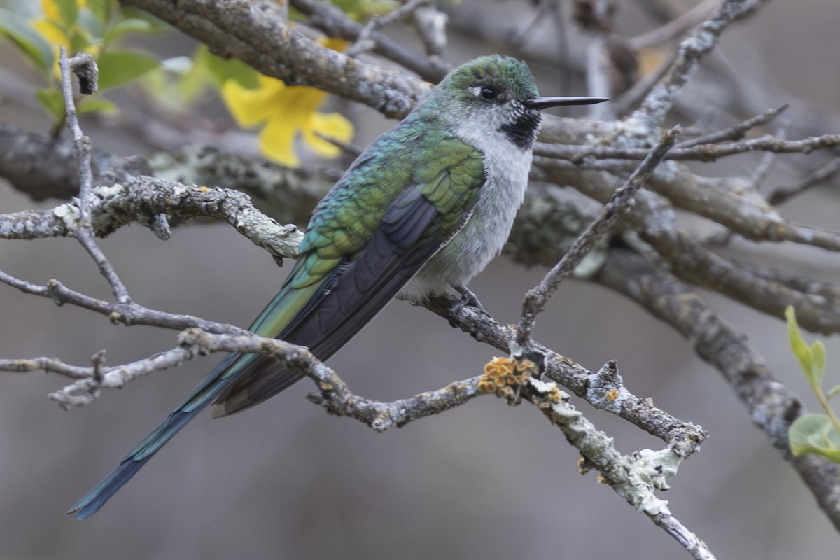 Gray-bellied Comet - ML640018749