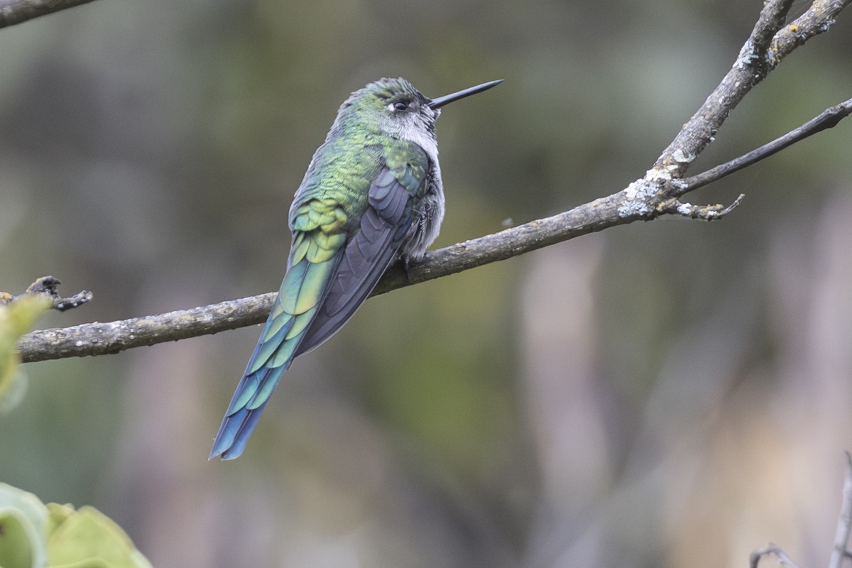 Gray-bellied Comet - ML640018750