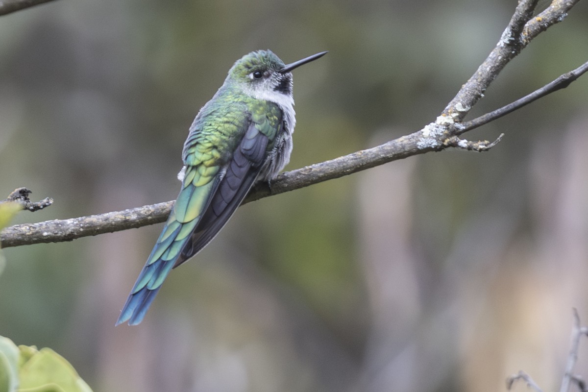 Gray-bellied Comet - ML640018751