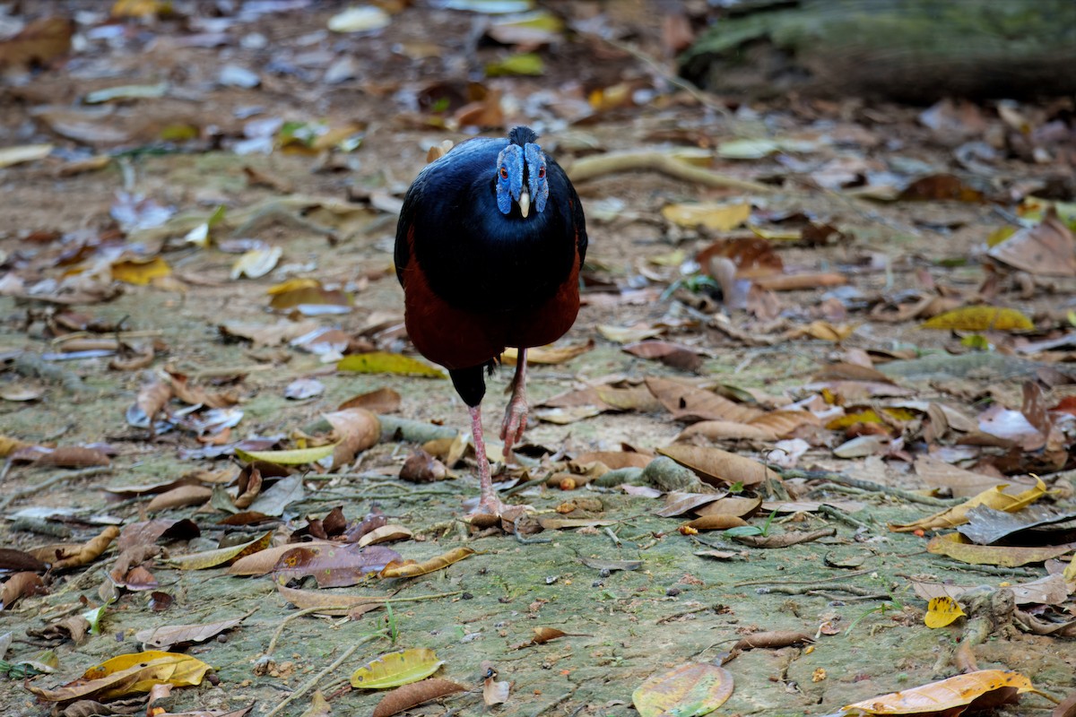 Bornean Crested Fireback - ML640018883