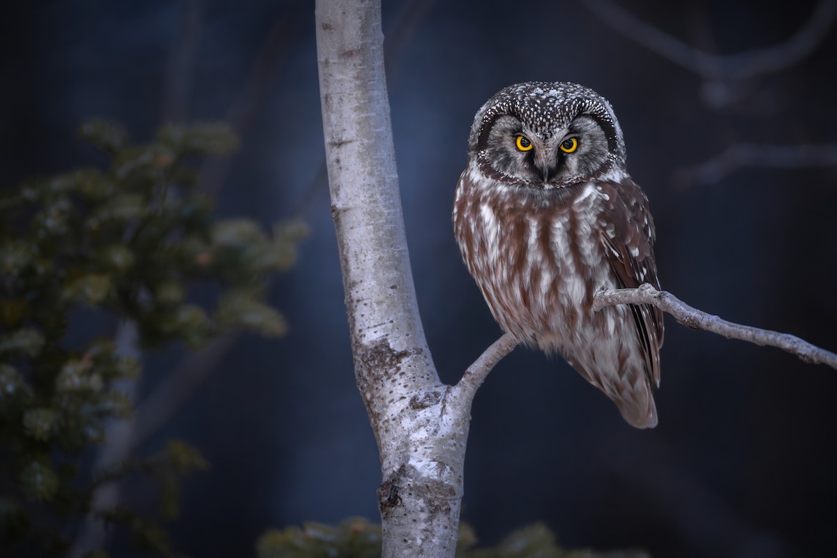 Boreal Owl - ML640018887