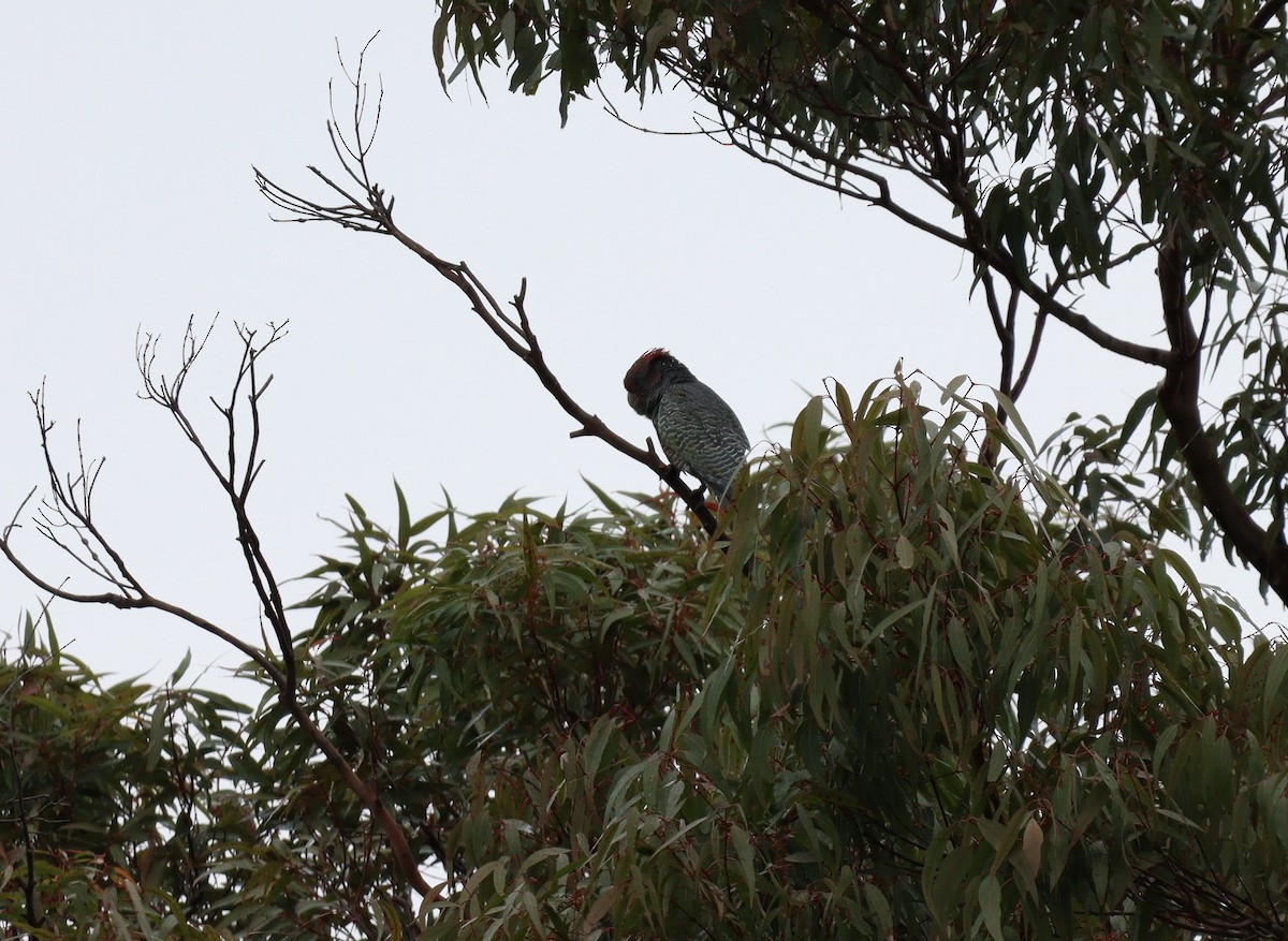 Gang-gang Cockatoo - ML640018928