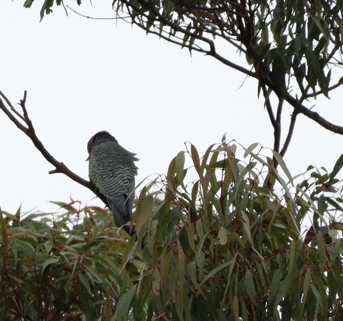 Gang-gang Cockatoo - ML640018935