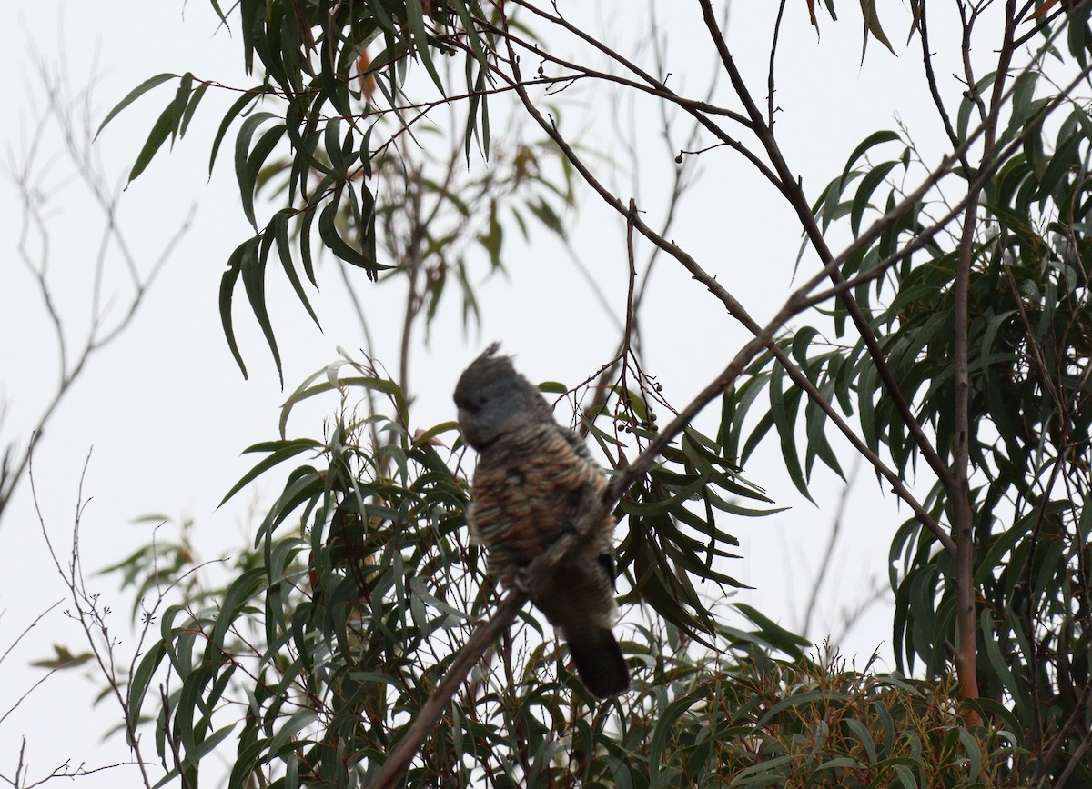 Gang-gang Cockatoo - ML640018938