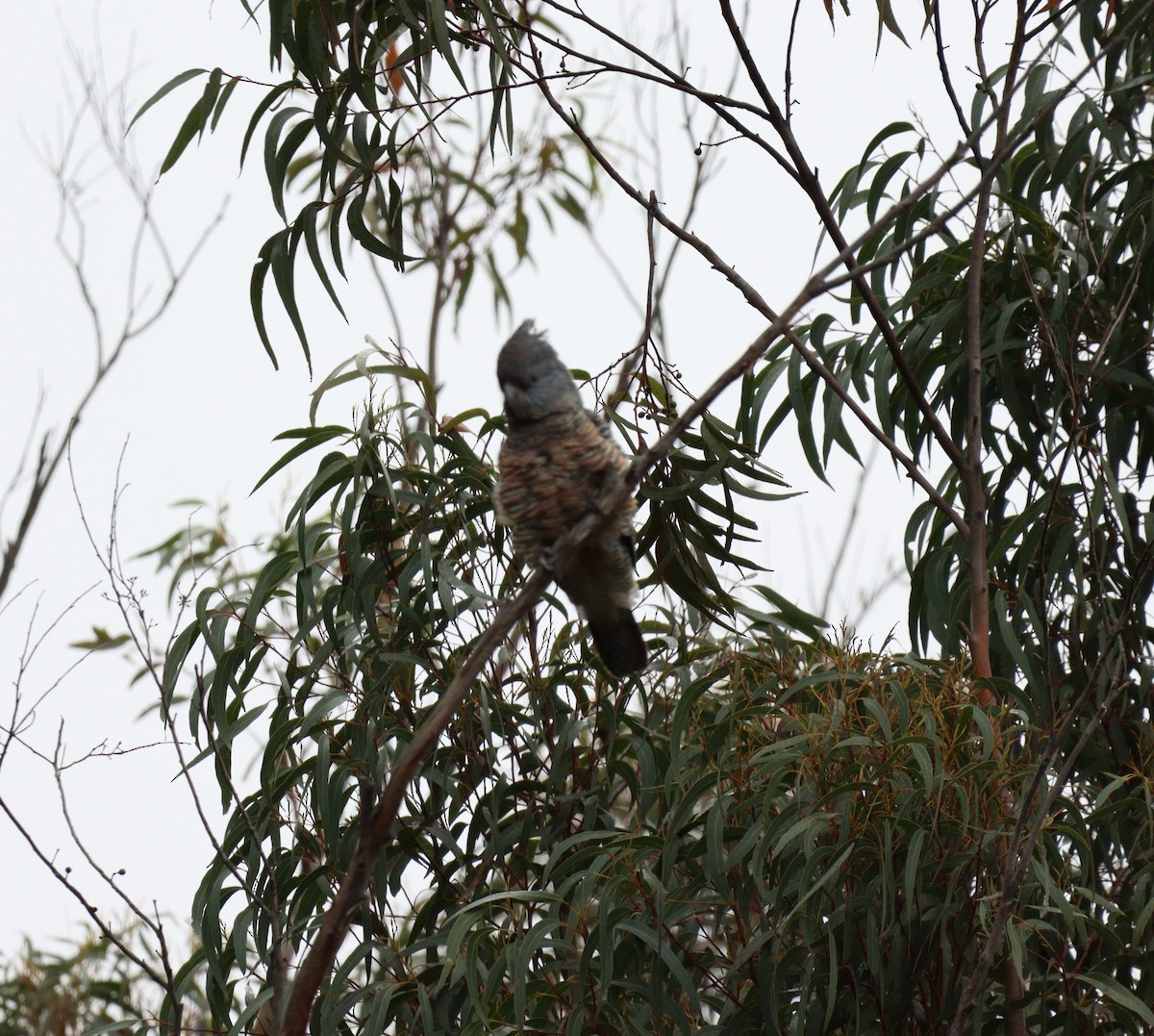 Gang-gang Cockatoo - ML640018939