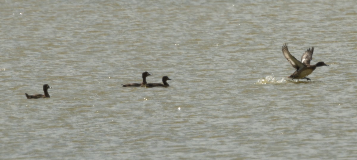 duck sp. - ML640018946