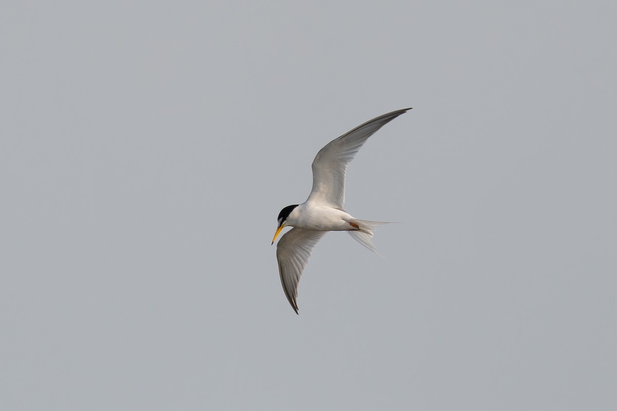 Little Tern - ML640019054
