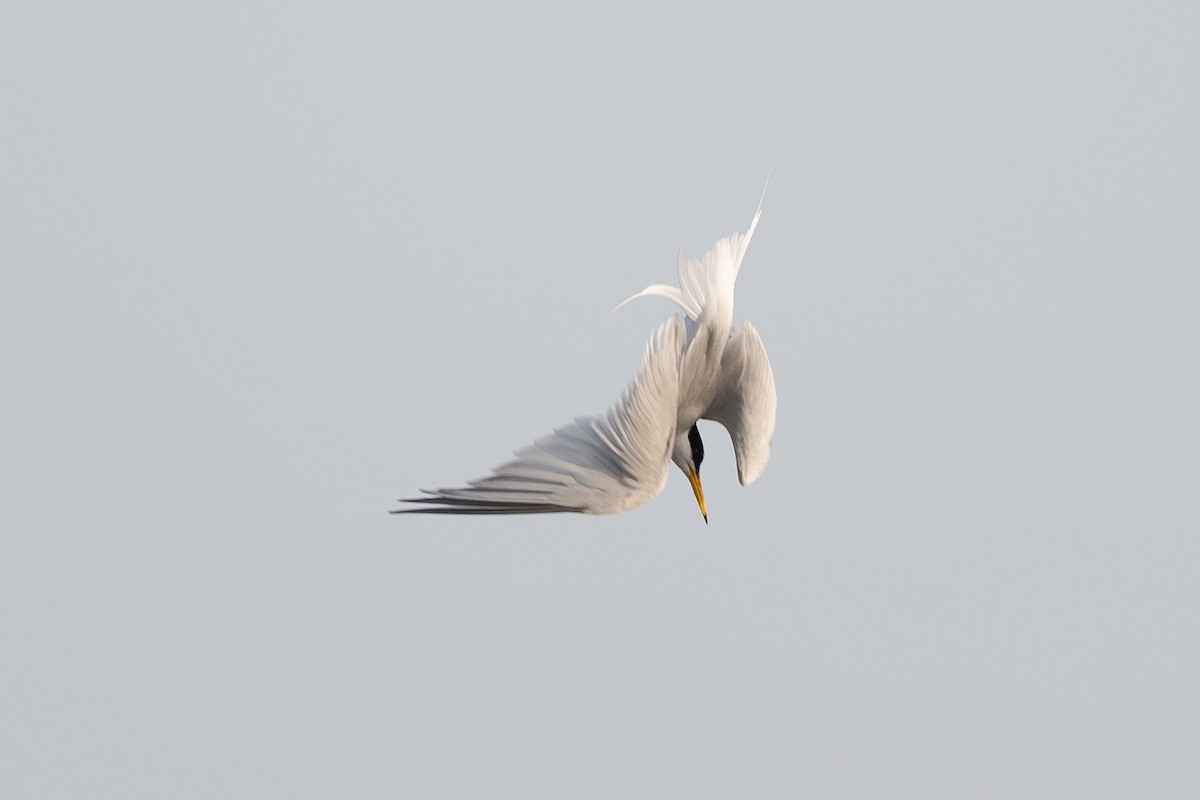 Little Tern - ML640019055