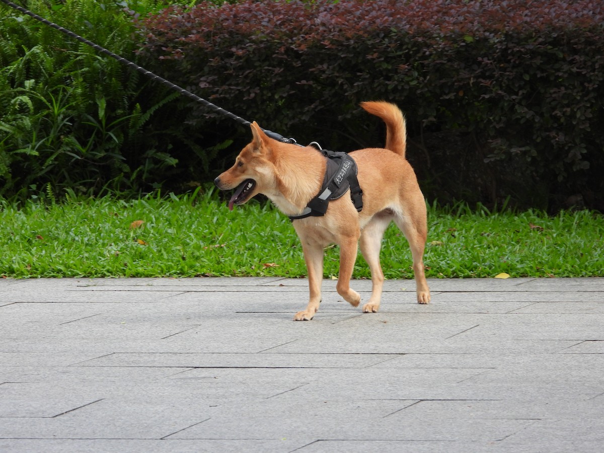 Animals - ML640019214