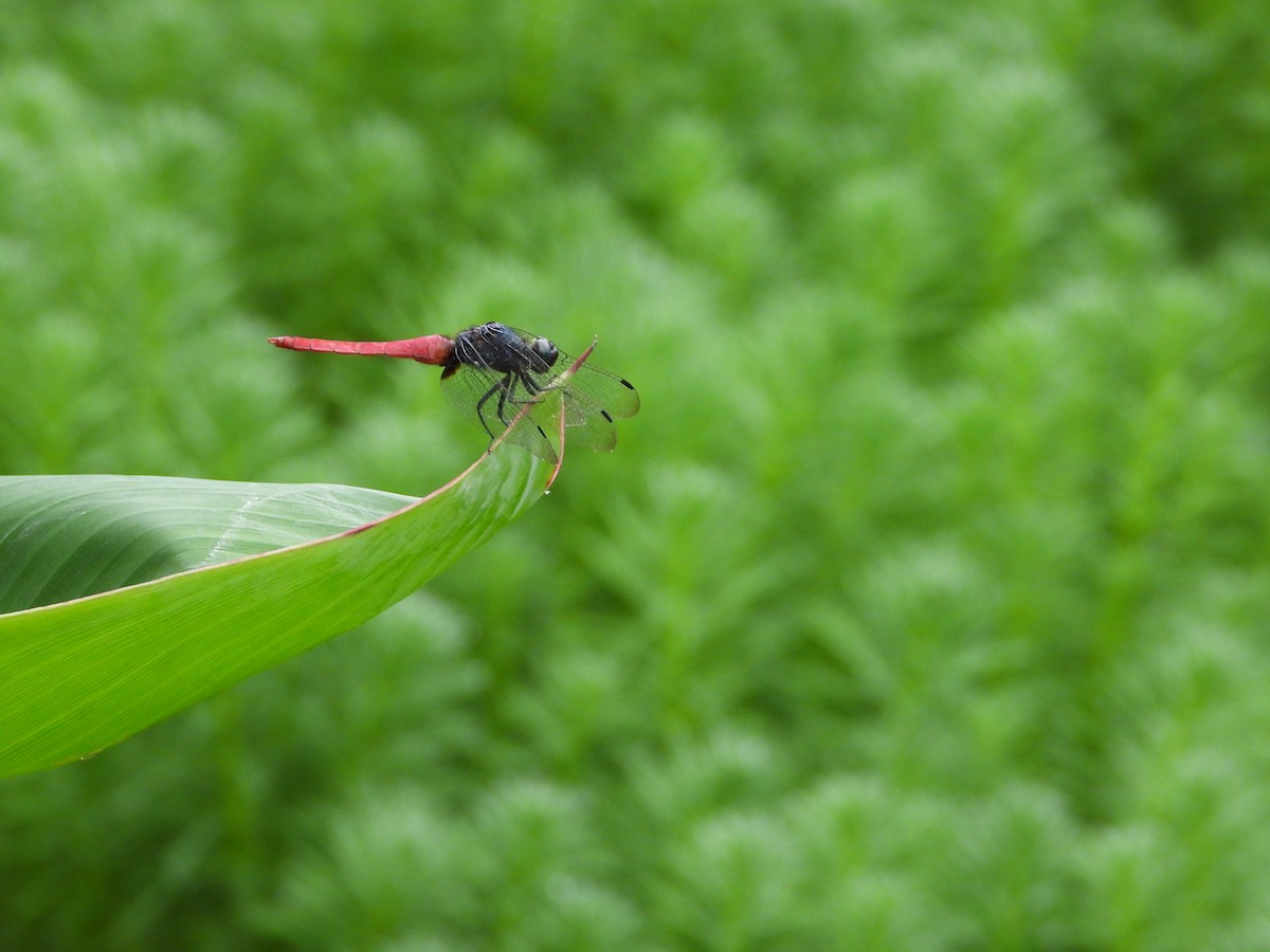 Animals - ML640019215