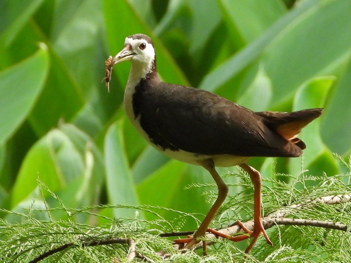 White-breasted Waterhen - ML640019230