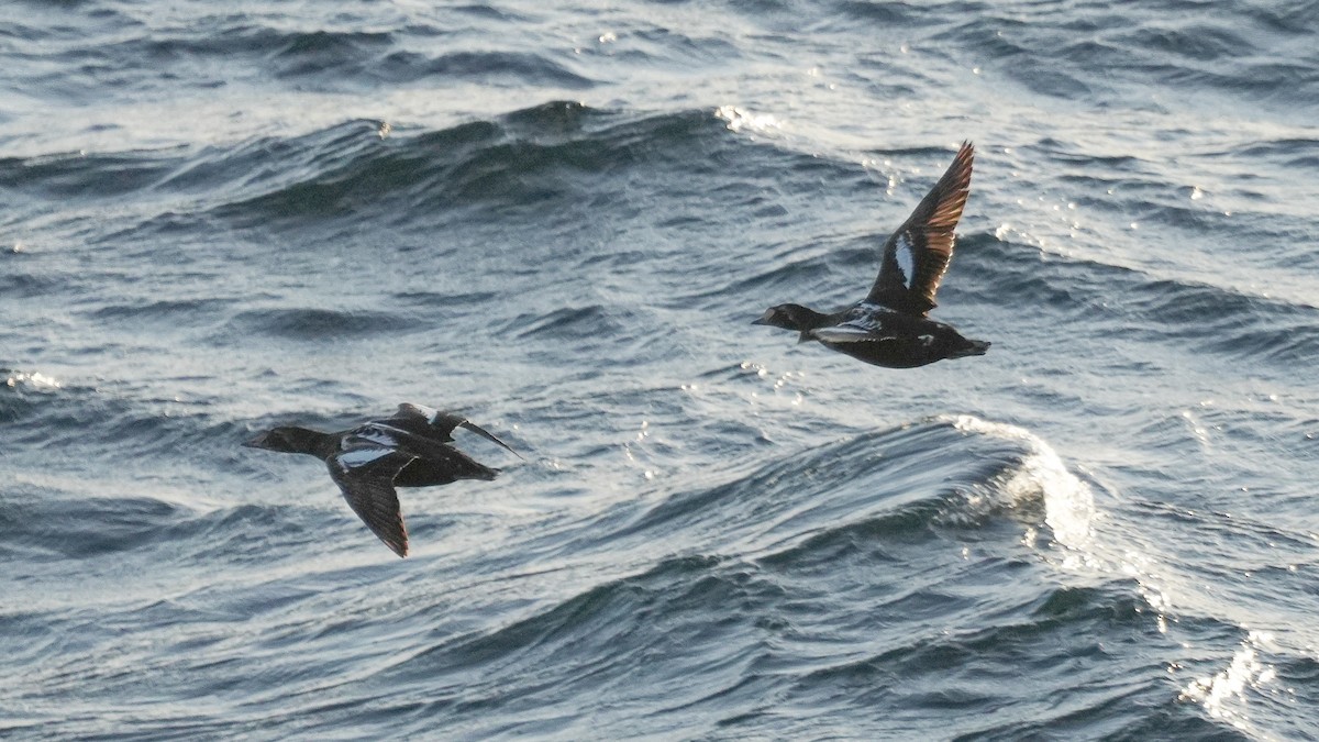 King Eider - ML640019239