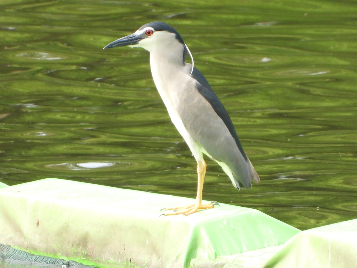 Black-crowned Night Heron - ML640019241