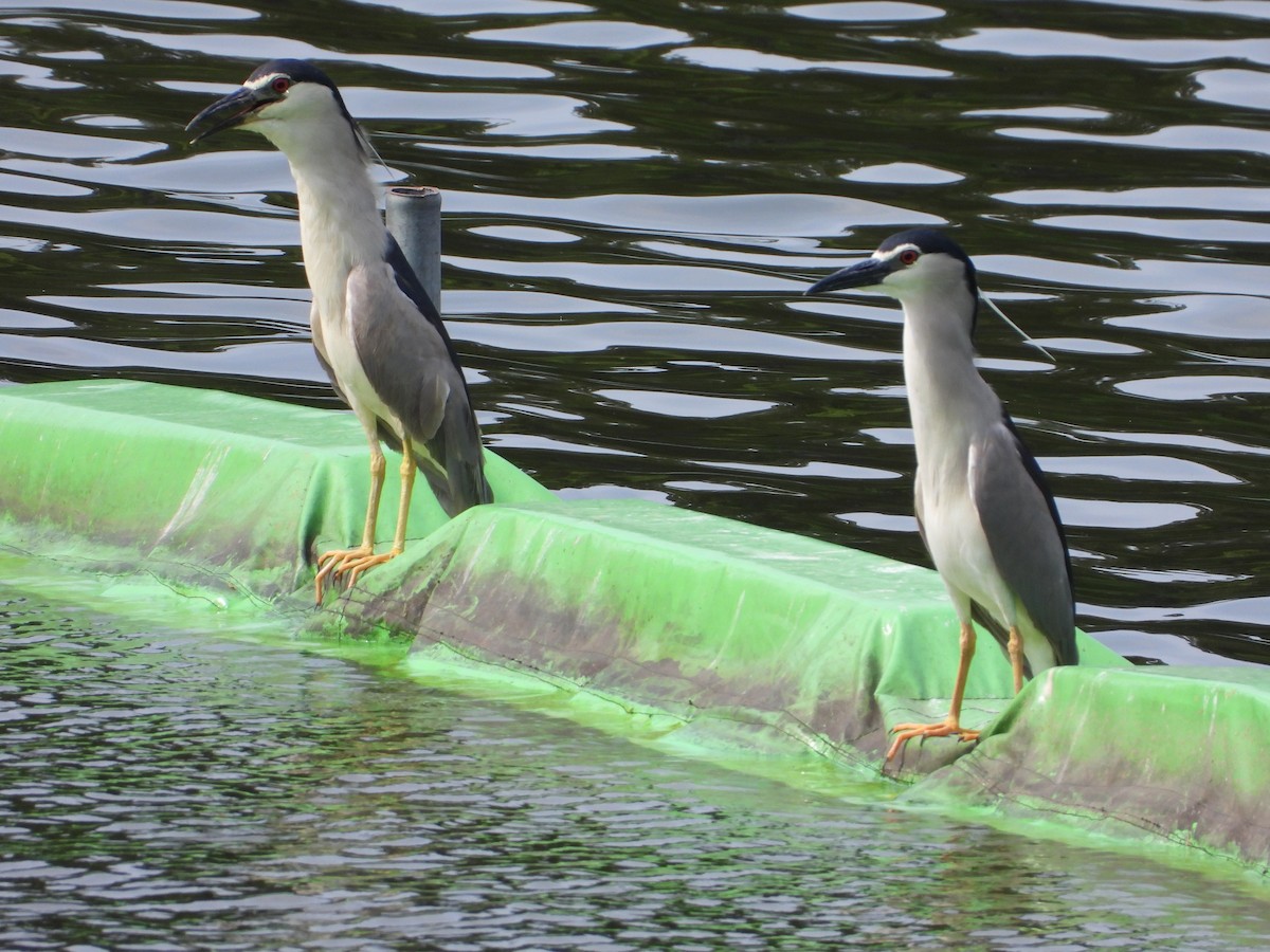 Black-crowned Night Heron - ML640019242