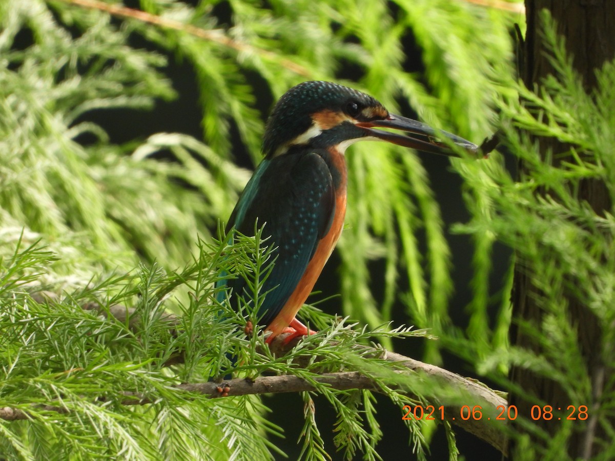 Common Kingfisher - ML640019244