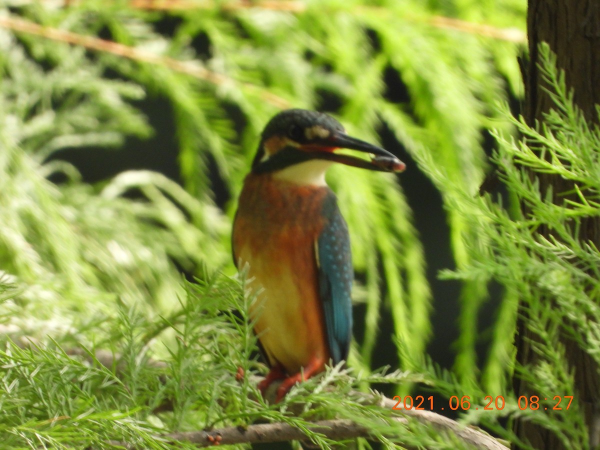 Common Kingfisher - ML640019248
