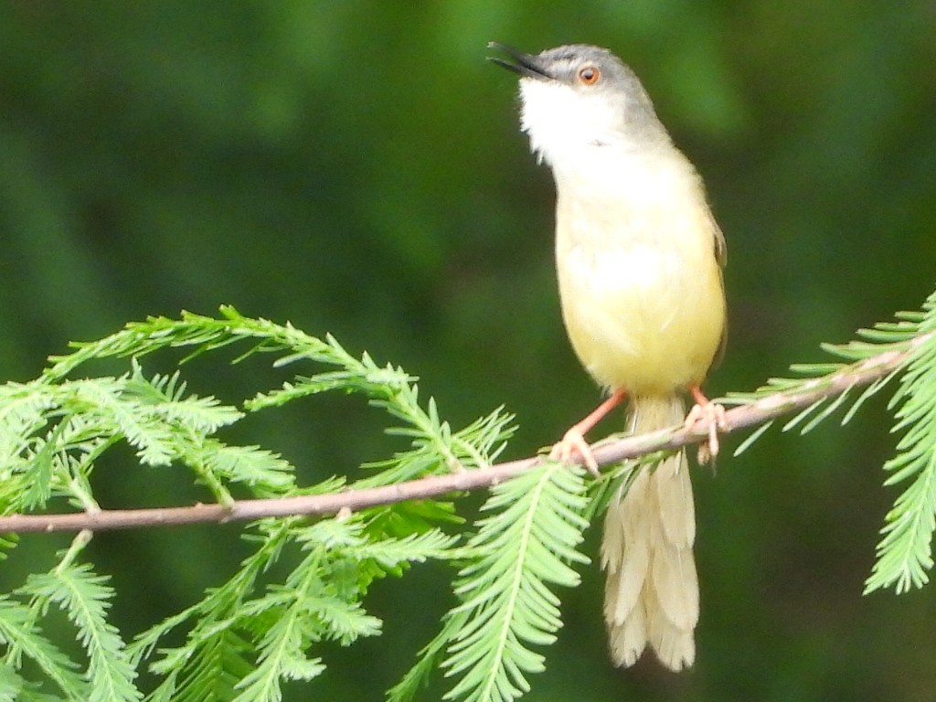 Yellow-bellied Prinia - ML640019251