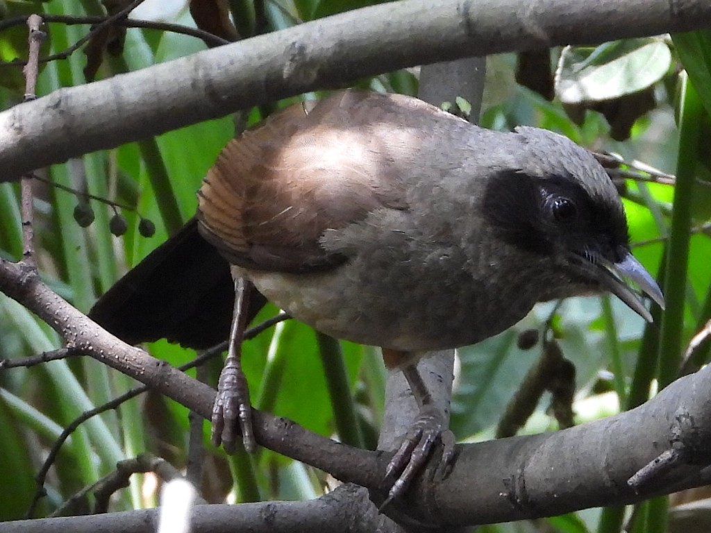 Masked Laughingthrush - ML640019253
