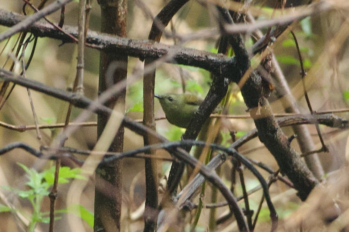 Black-throated Sunbird - ML640019277