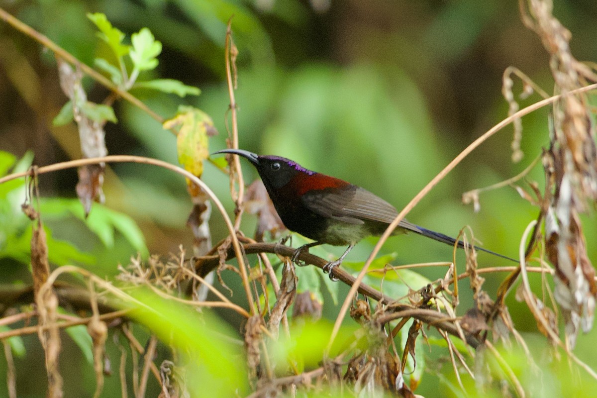 Black-throated Sunbird - ML640019278