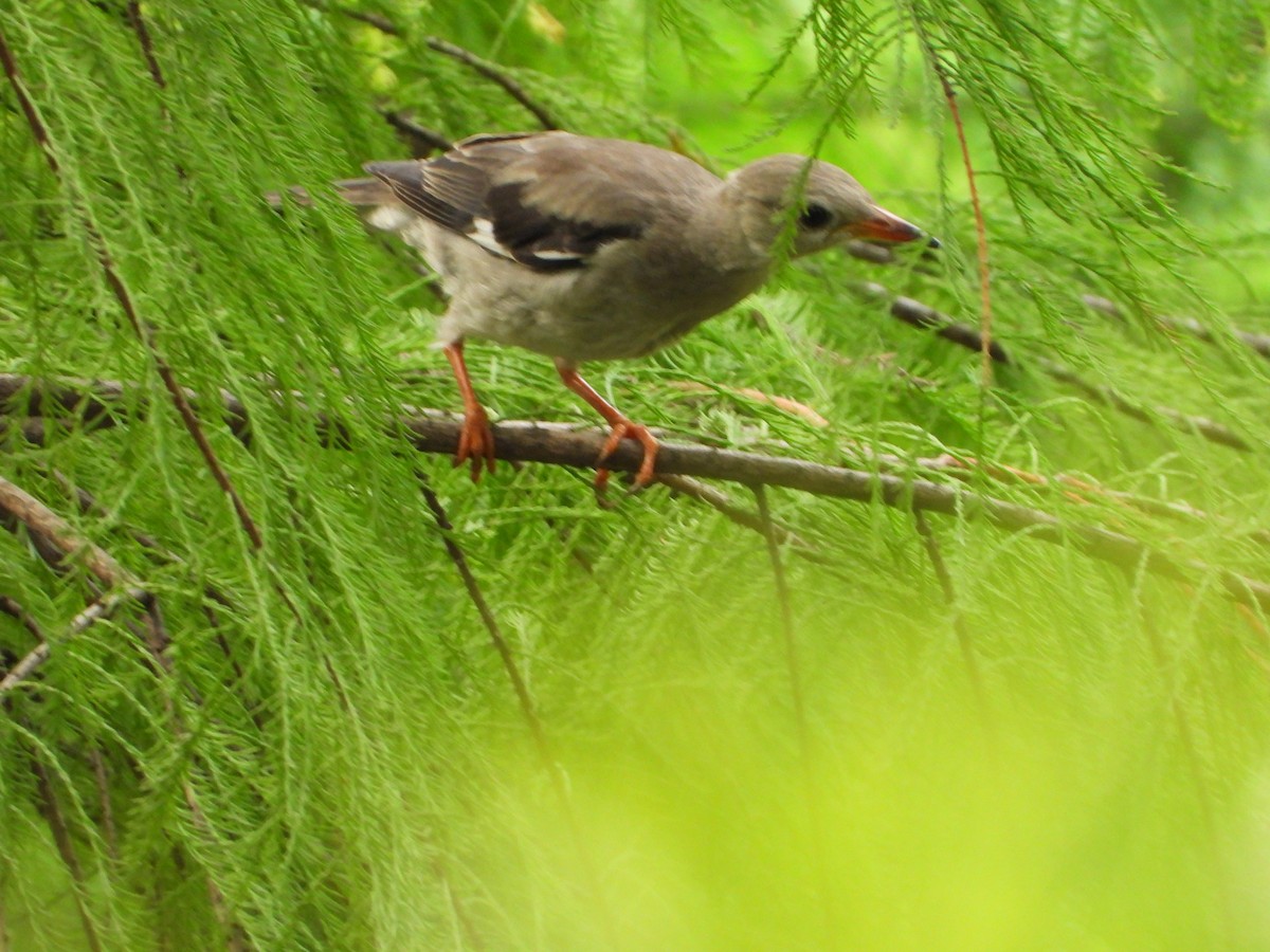 Red-billed Starling - ML640019280