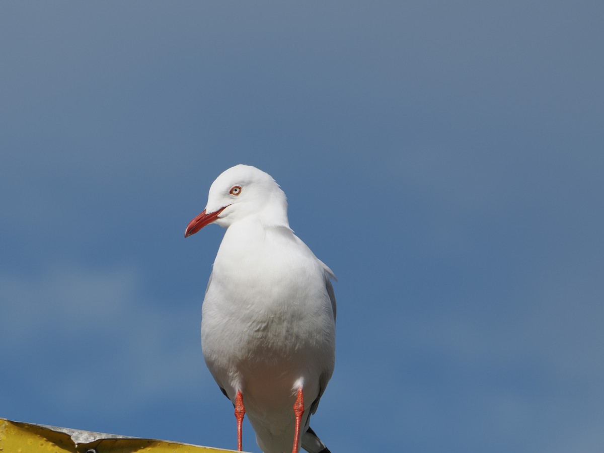 Silver Gull - ML640019336