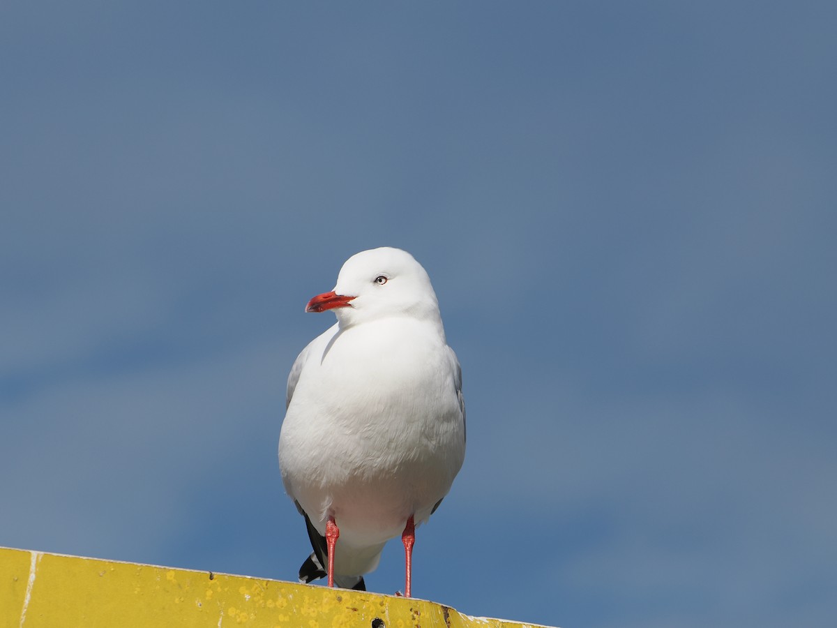 Silver Gull - ML640019337