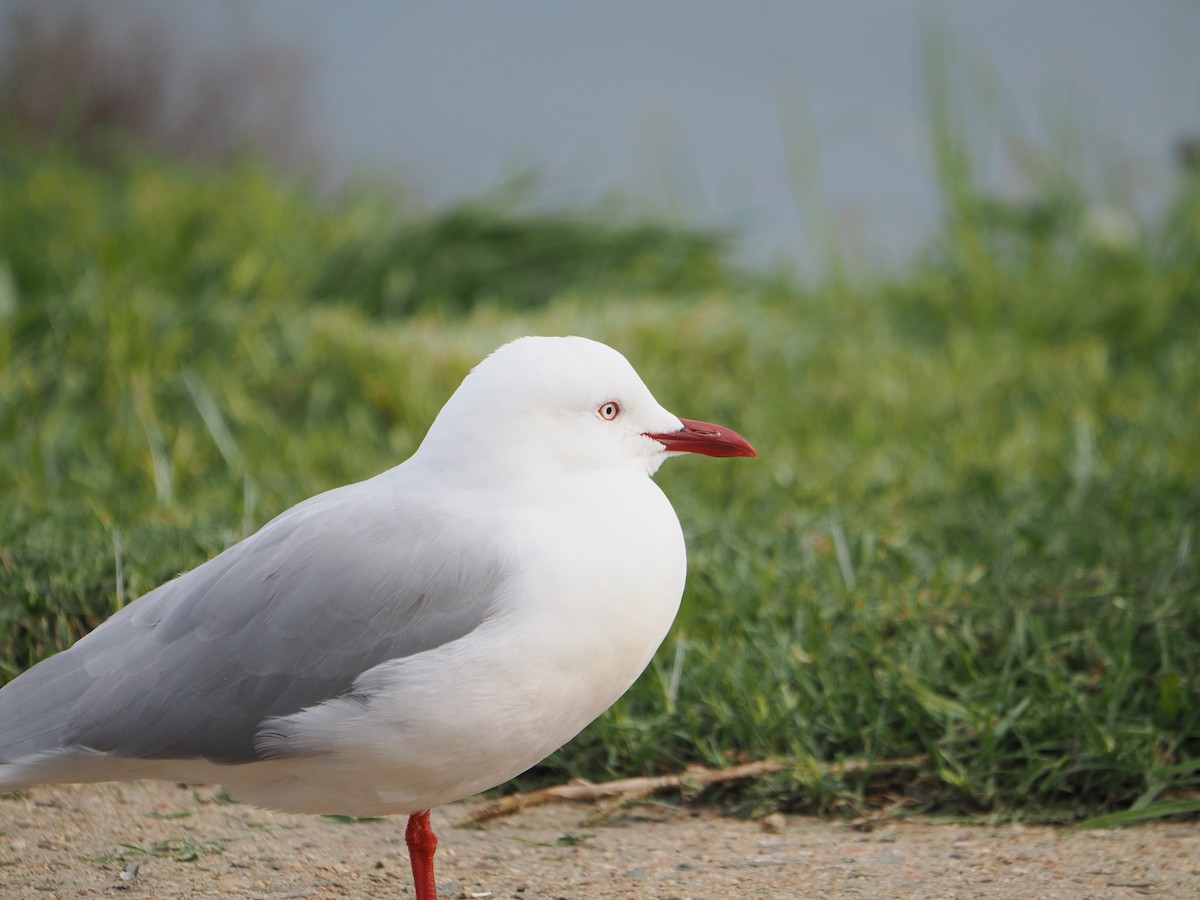 Silver Gull - ML640019338